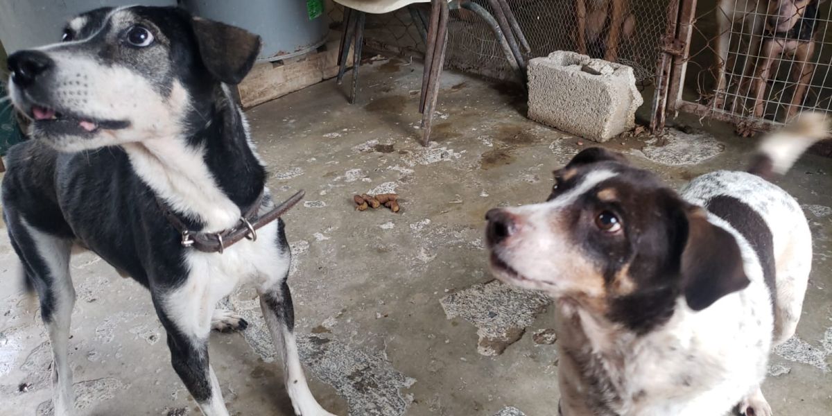 Impulsa SST esterilización animal; superan 3 mil procedimientos
