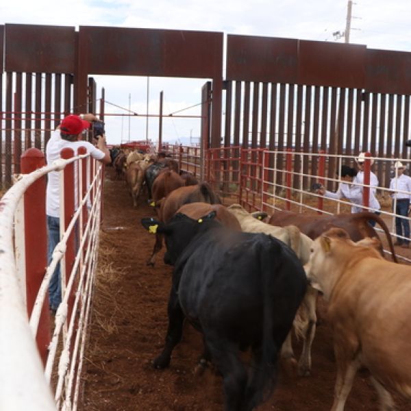 Tamaulipas espera turno para volver a exportar ganado a Estados Unidos