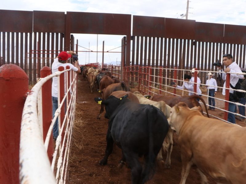 Tamaulipas espera turno para volver a exportar ganado a Estados Unidos