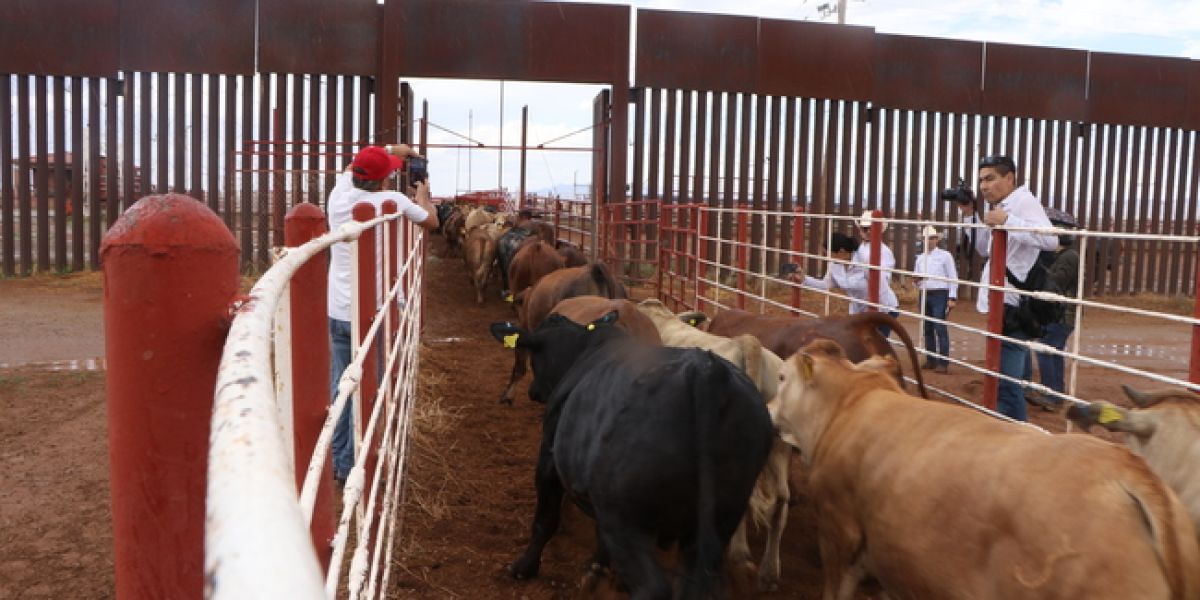 Tamaulipas espera turno para volver a exportar ganado a Estados Unidos