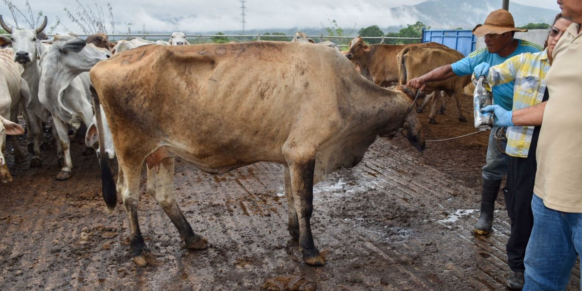 Blindaje al campo: Tamaulipas aprieta vigilancia  contra gusano barrenador, garrapata y plagas