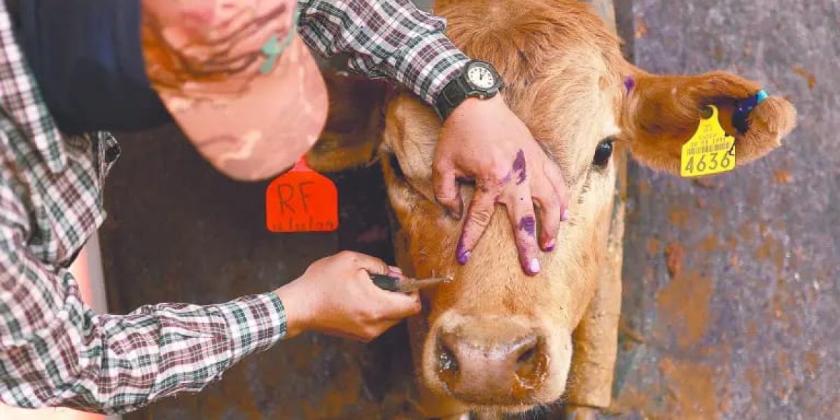 Tamaulipas reduce a 20 los casos de gusano barrenador