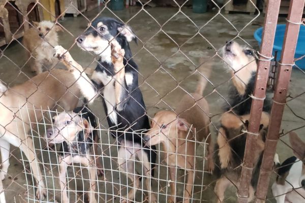 Habrá campaña gratuita de esterilización de mascotas