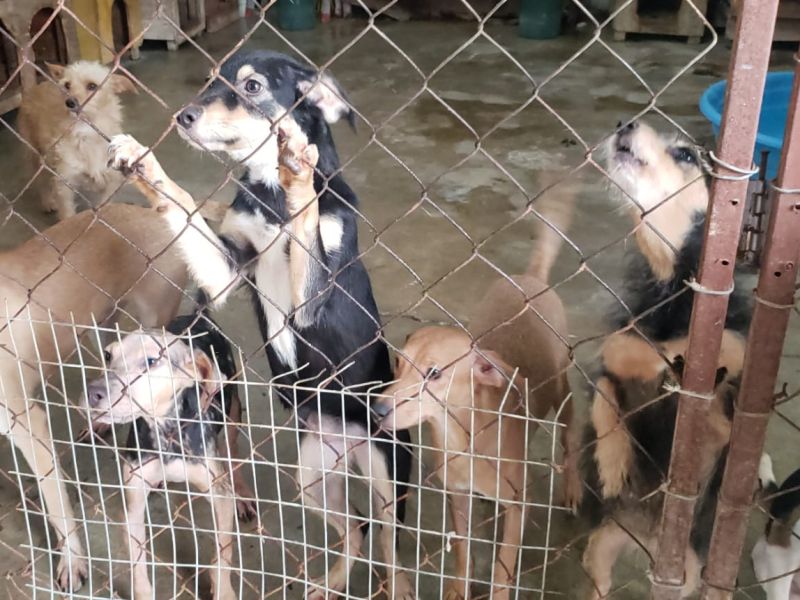 Habrá campaña gratuita de esterilización de mascotas