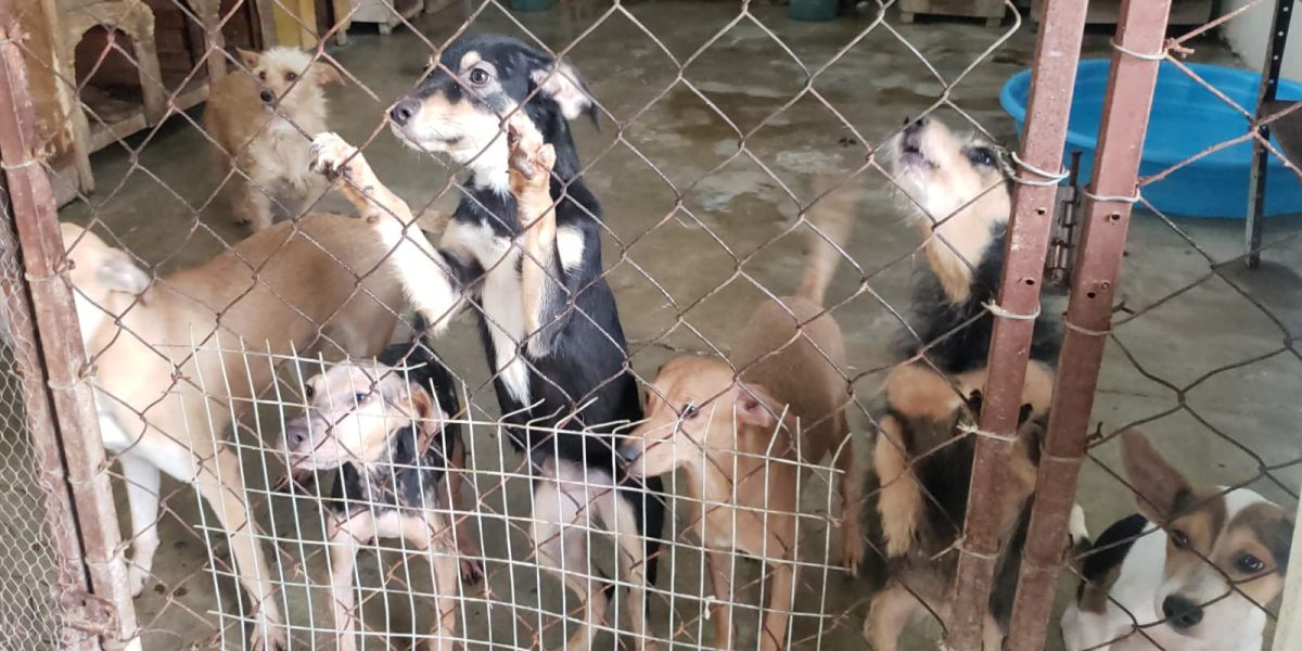 Habrá campaña gratuita de esterilización de mascotas