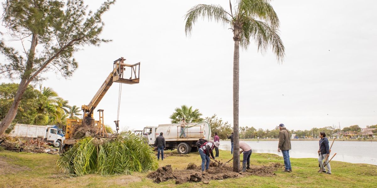 Realiza Gobierno Maderense acciones de jardinería y reforestación en Laguna Nuevo Amanecer