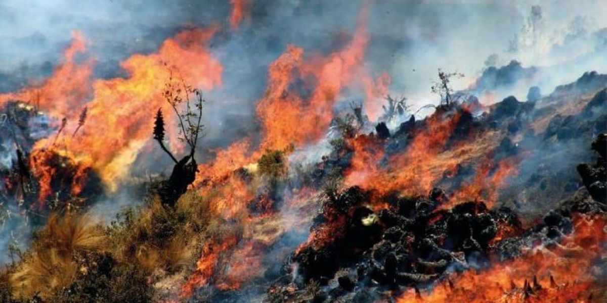 Al menos 15 muertos por incendios forestales en Perú