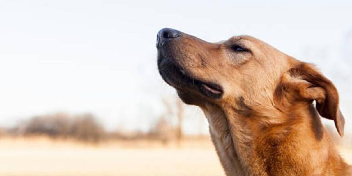 Estos son siete olores que no le gustan a los perros