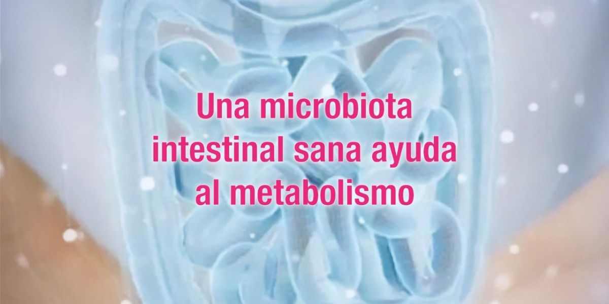 Una microbiota intestinal sana ayuda al metabolismo