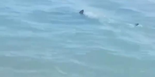 Alerta por triburones en la Isla, prefieren vacacionar en Miramar o Troncones
