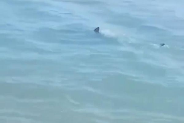 Alerta por triburones en la Isla, prefieren vacacionar en Miramar o Troncones