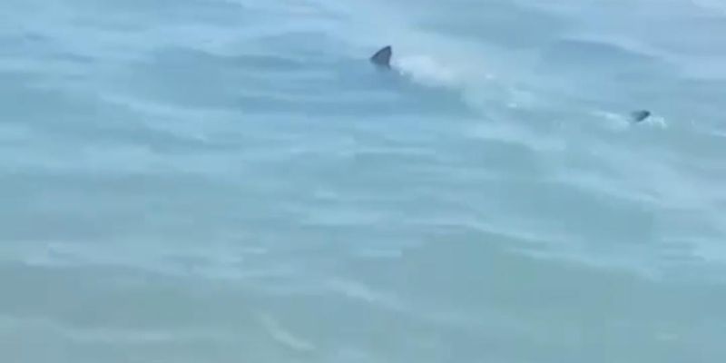Alerta por triburones en la Isla, prefieren vacacionar en Miramar o Troncones