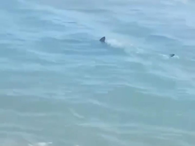 Alerta por triburones en la Isla, prefieren vacacionar en Miramar o Troncones
