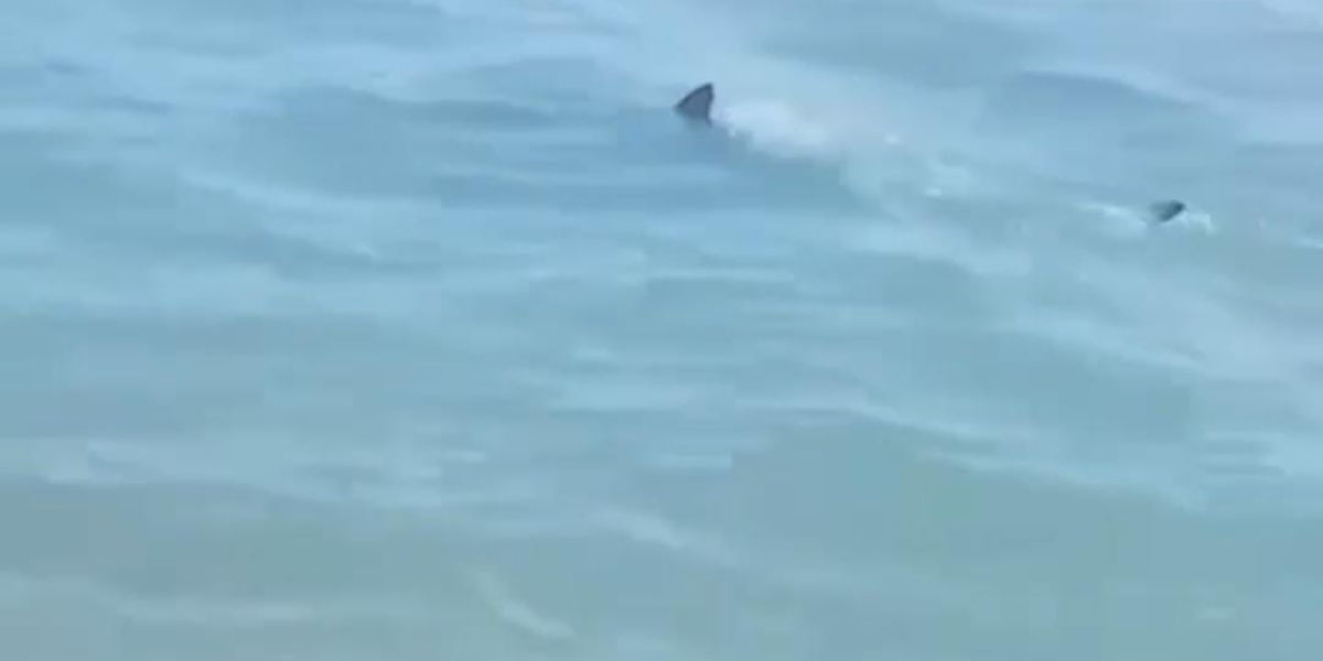 Alerta por triburones en la Isla, prefieren vacacionar en Miramar o Troncones