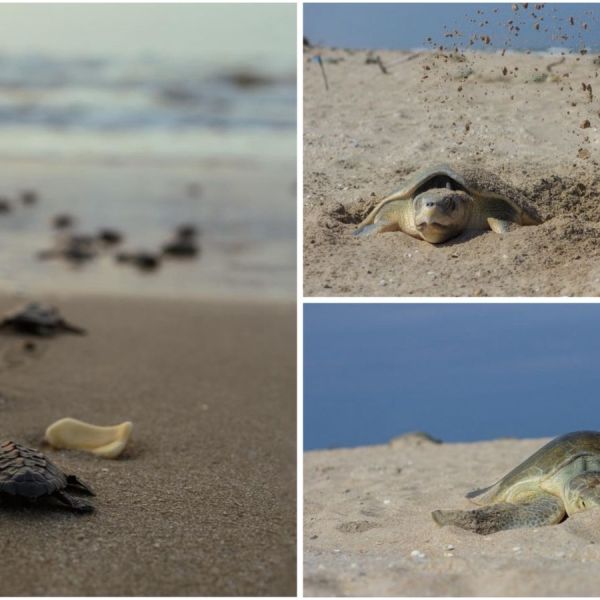 Nuevo récord de Tamaulipas en liberación de crías de tortuga lora