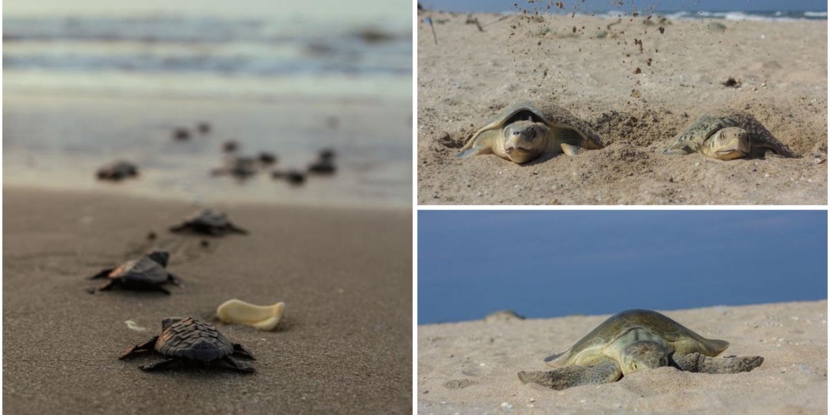 Nuevo récord de Tamaulipas en liberación de crías de tortuga lora