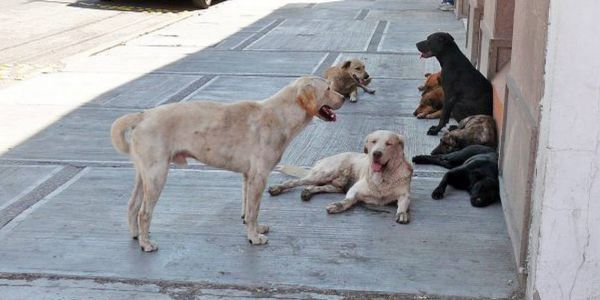 Falta de control sobre perros callejeros en Tamaulipas