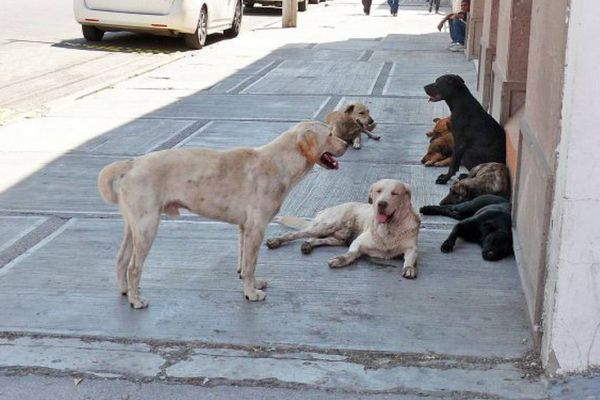 Falta de control sobre perros callejeros en Tamaulipas