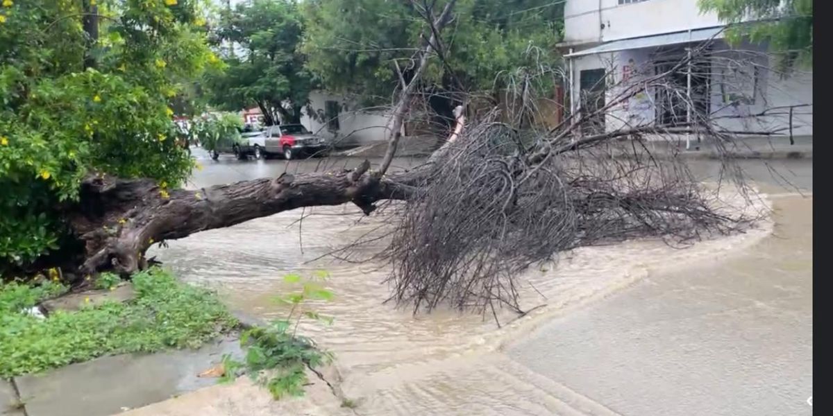 Emite recomendaciones PC ante intensas lluvias en Tamaulipas por arboles caidos