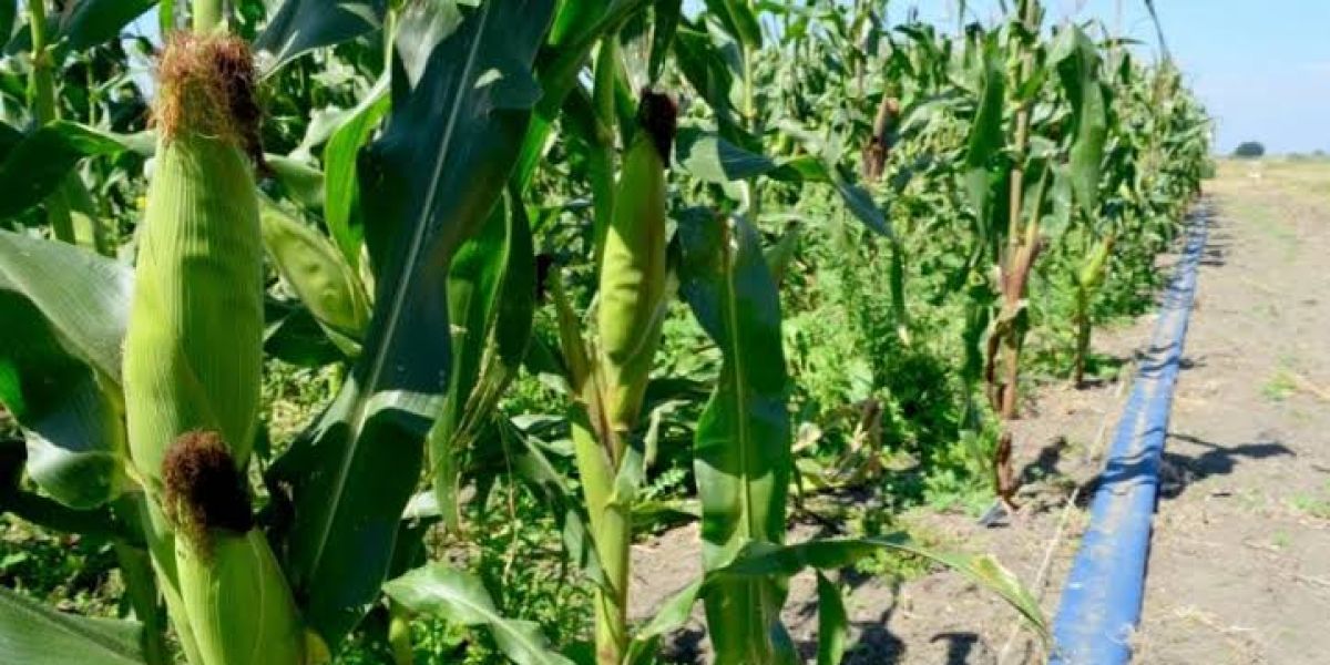 Apoyo federal de 950 pesos por tonelada de maíz podría replicarse en Tamaulipas