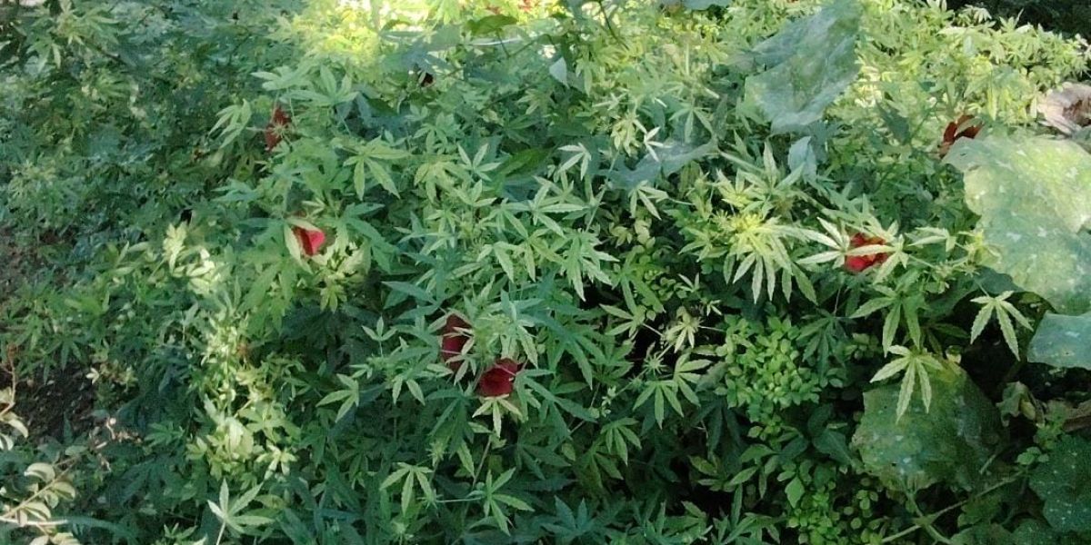 Movilizan a Guardia Estatal por “plantío de marihuana”… y era flor de Jamaica