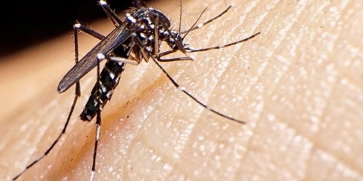 Dengue en Tamaulipas supera los 500 contagios