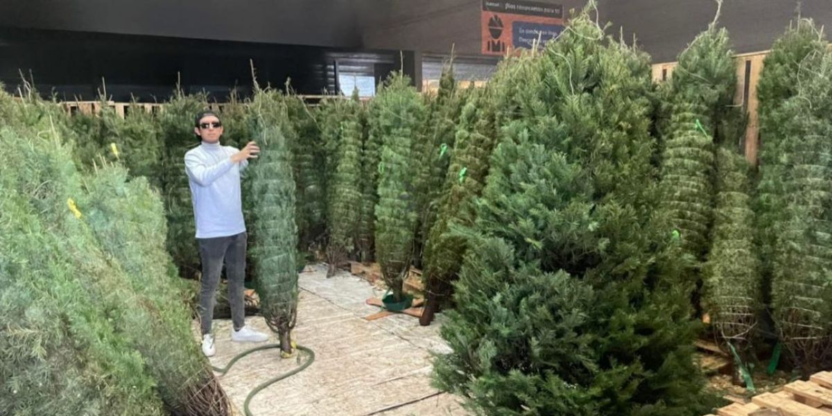 Precios de pinos navideños se disparan en Ciudad Victoria