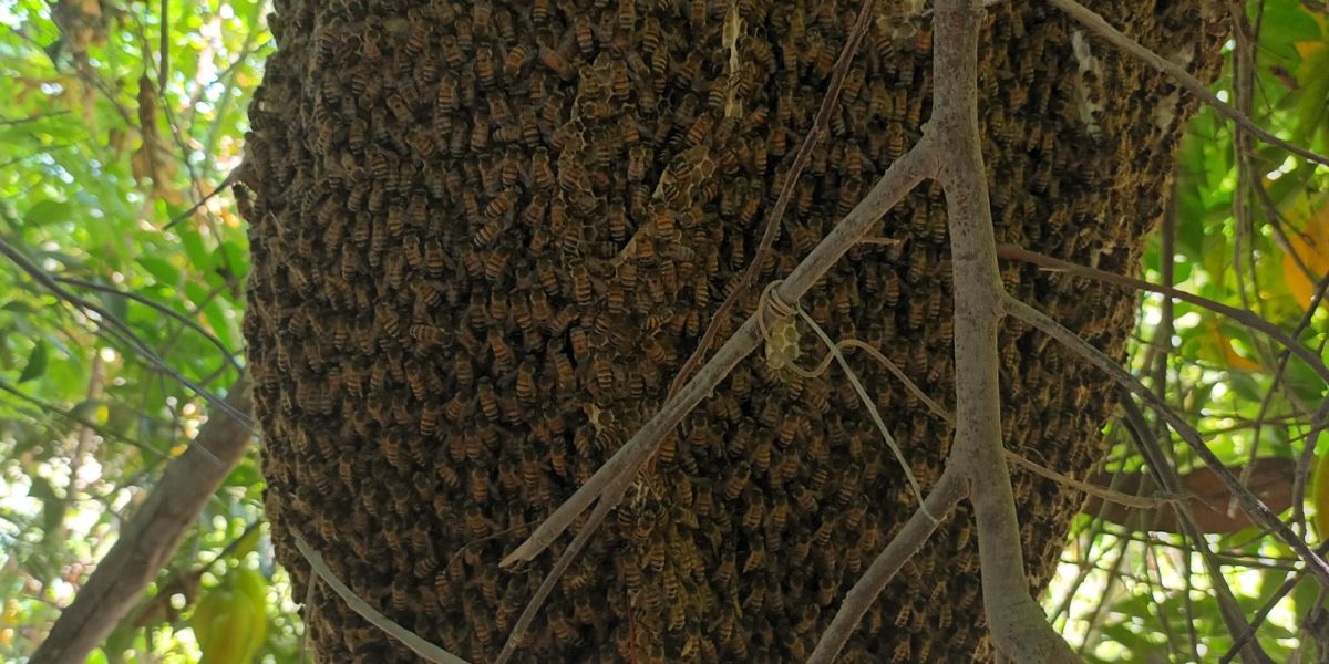 Atiende Bomberos de Altamira hasta 10 reportes semanales por presencia de abejas africanas
