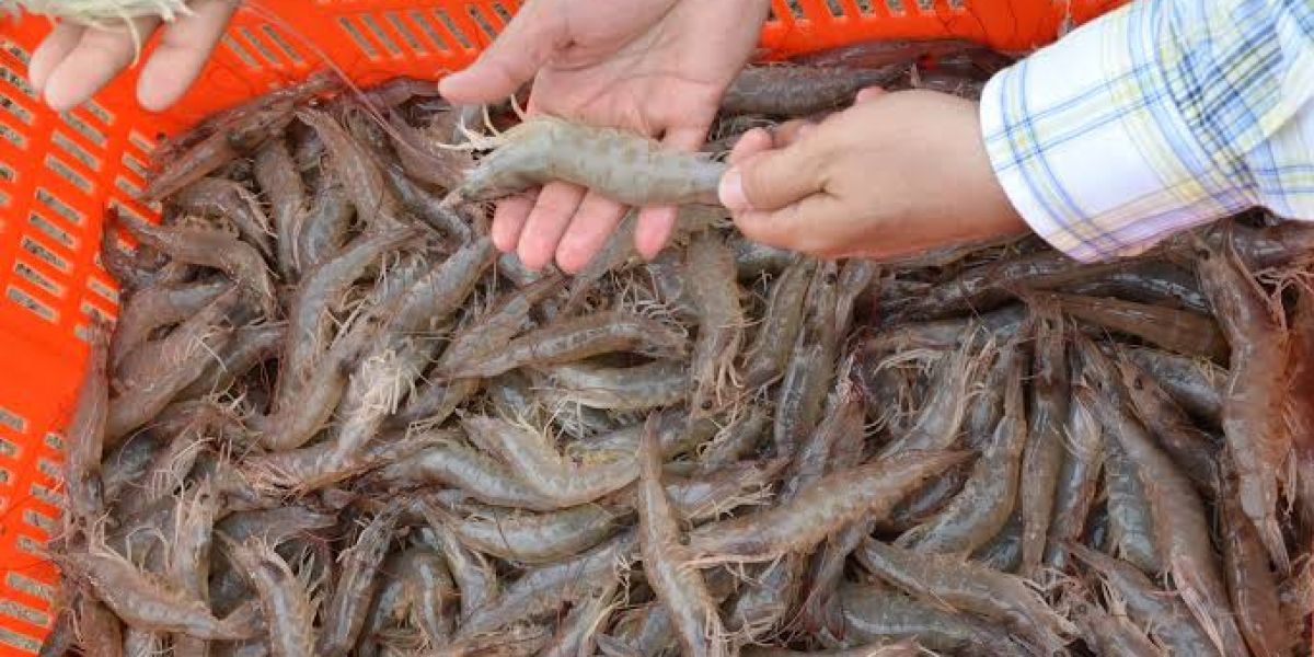 Piden camaroneros veda urgente para Golfo de México