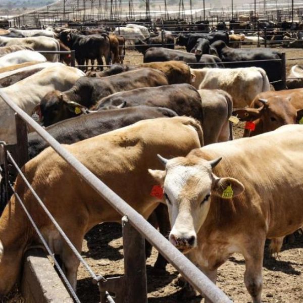 Por bloqueo de EU, pierden ganaderos 40% de ingresos
