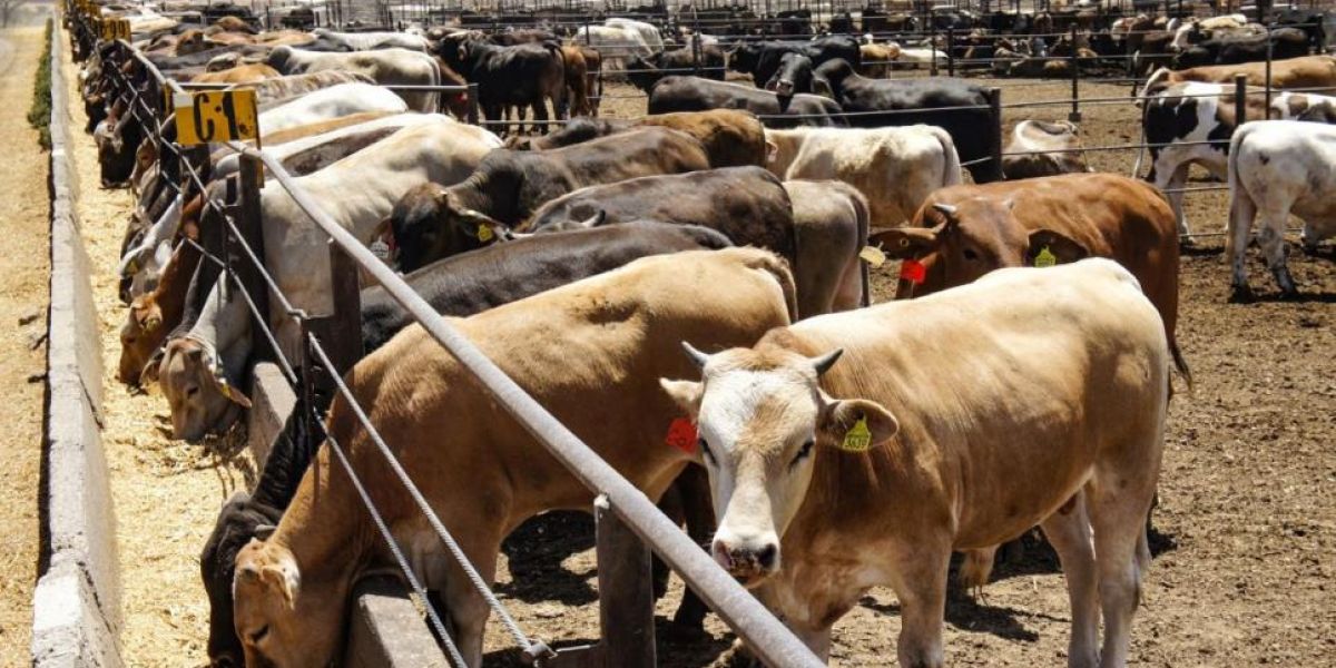 Por bloqueo de EU, pierden ganaderos 40% de ingresos