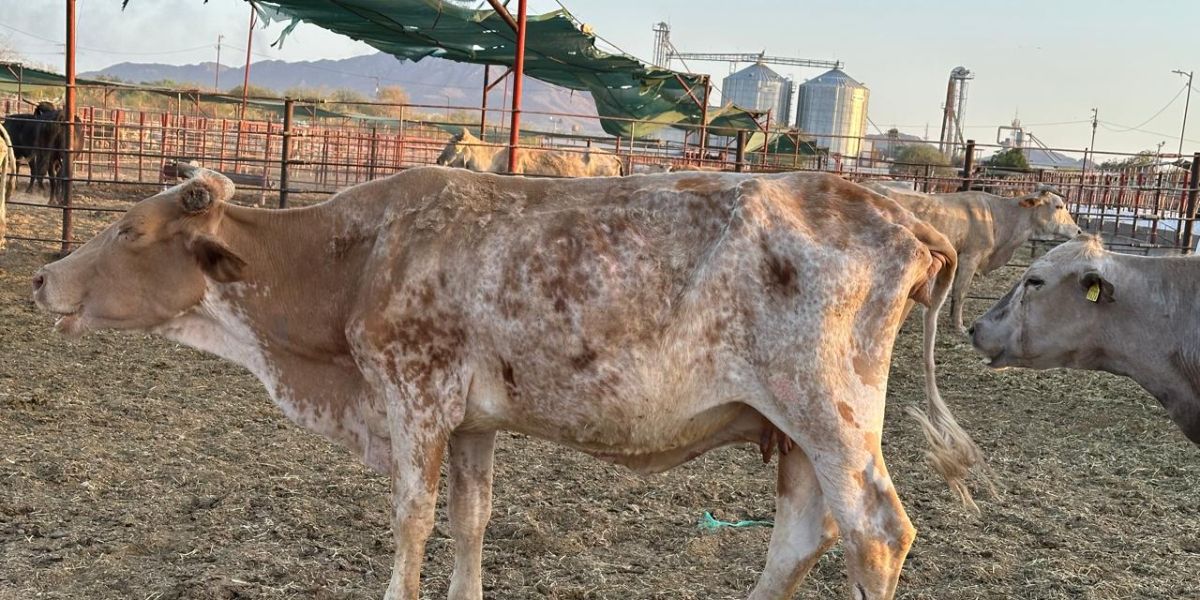 Impacta presencia del gusano barrenador en costos de producción y el precio de la carne
