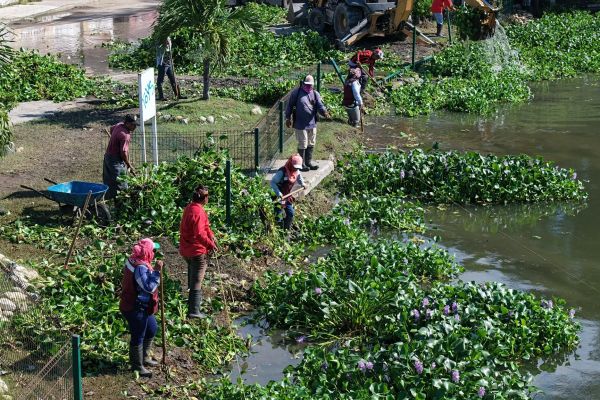 Vecinos de Madero cuestionan acumulación de lirio acuático en instalaciones de Servicios Públicos