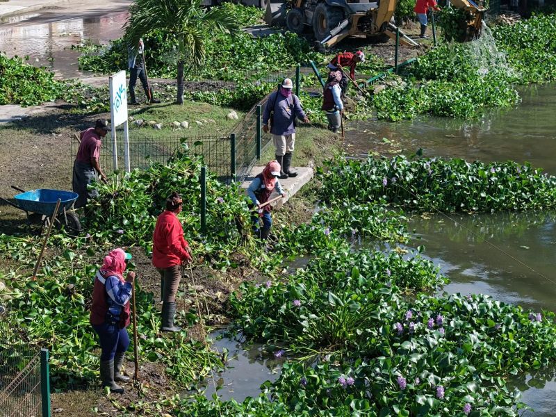 Vecinos de Madero cuestionan acumulación de lirio acuático en instalaciones de Servicios Públicos