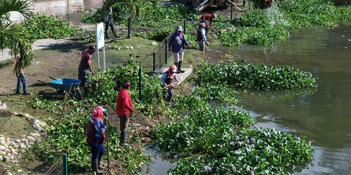 Vecinos de Madero cuestionan acumulación de lirio acuático en instalaciones de Servicios Públicos