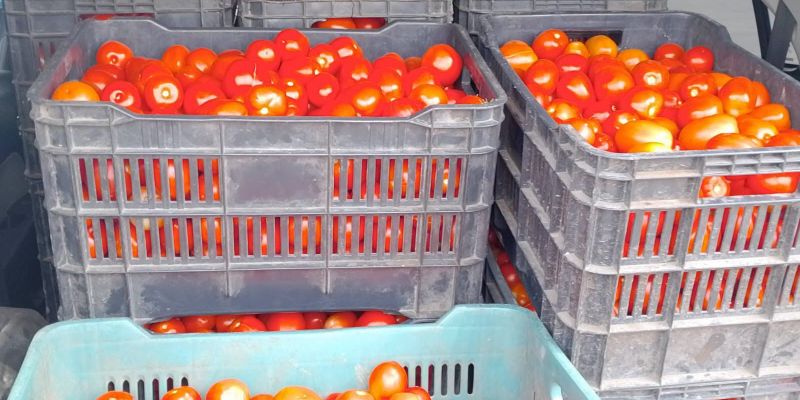 Productores de tomate reciben hasta la mitad de lo que paga el consumidor