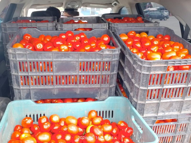 Productores de tomate reciben hasta la mitad de lo que paga el consumidor