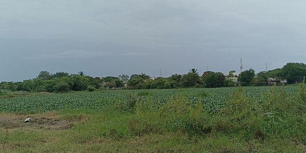 Investigan factura por 15.3 millones de pesos por limpieza de lagunas en Madero