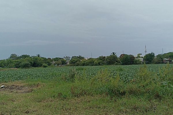 Investigan factura por 15.3 millones de pesos por limpieza de lagunas en Madero