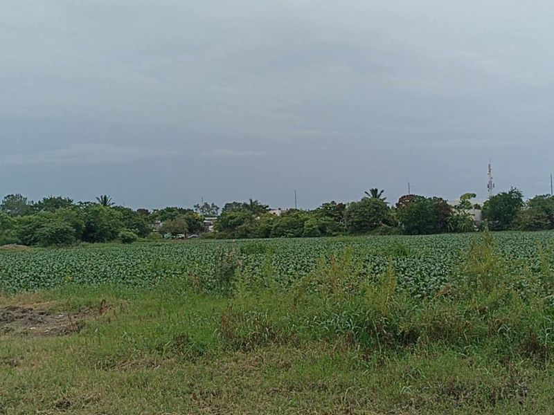 Investigan factura por 15.3 millones de pesos por limpieza de lagunas en Madero