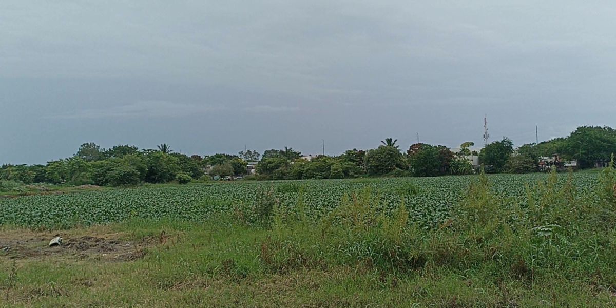 Investigan factura por 15.3 millones de pesos por limpieza de lagunas en Madero