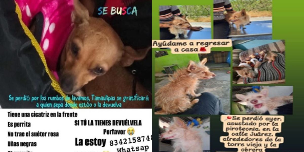 Perros desaparecen en Victoria por culpa de cohetes