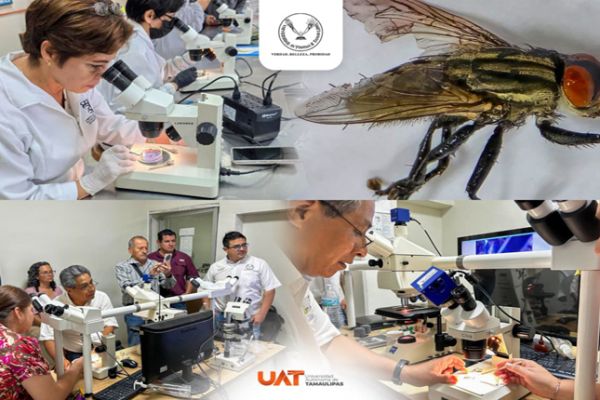 Mosca barrenadora sigue amenazando la producción ganadera; UAT interviene