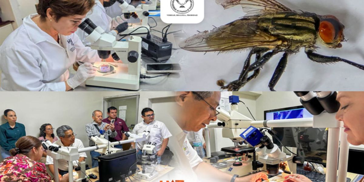 Mosca barrenadora sigue amenazando la producción ganadera; UAT interviene