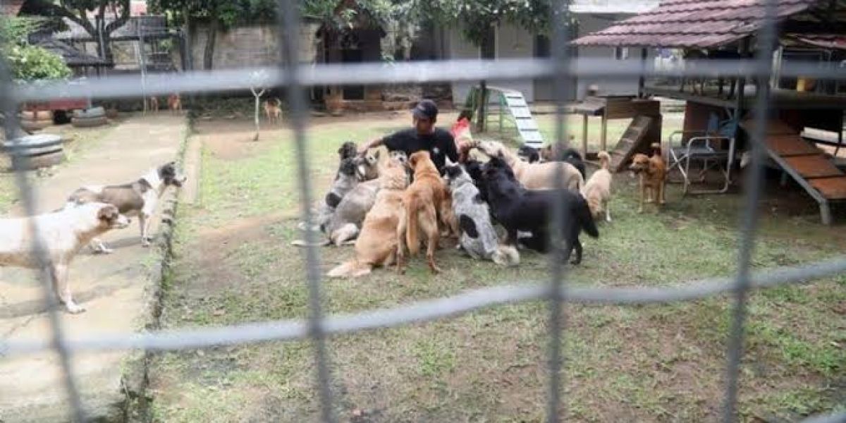 Jóvenes se organizan para armar casas para perritos