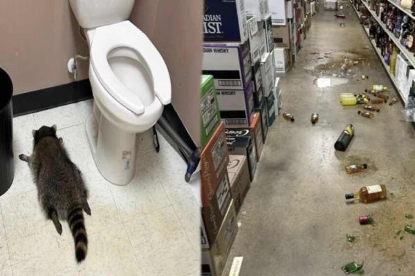 Un mapache se emborracha en una licorería en Virginia: fue hallado desmayado en el suelo del baño