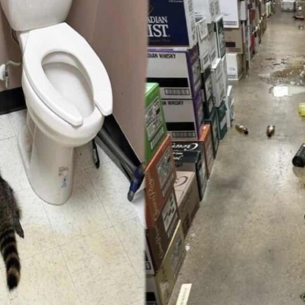 Un mapache se emborracha en una licorería en Virginia: fue hallado desmayado en el suelo del baño