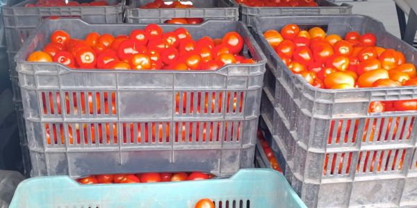 Mosca blanca golpea cultivos de tomate en la ribera del Tamesí; productores reportan pérdidas de hasta 40%