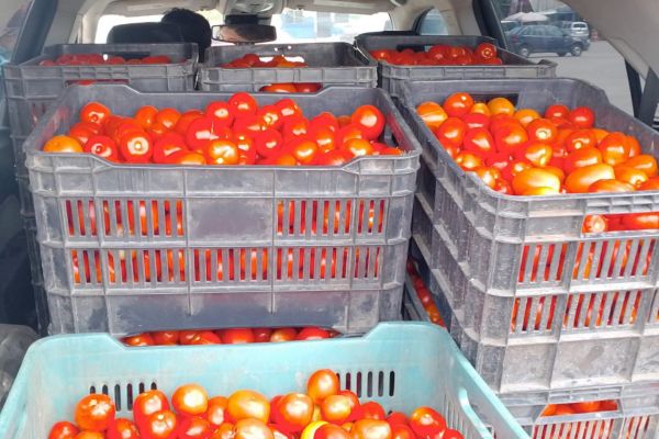 Mosca blanca golpea cultivos de tomate en la ribera del Tamesí; productores reportan pérdidas de hasta 40%