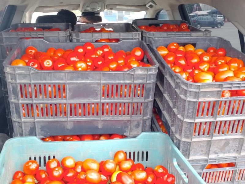 Mosca blanca golpea cultivos de tomate en la ribera del Tamesí; productores reportan pérdidas de hasta 40%